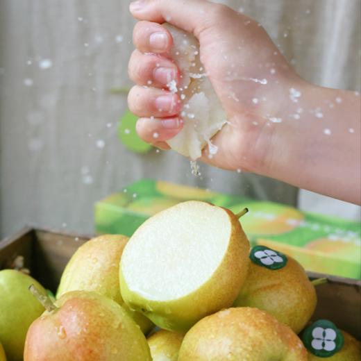 【拍一发二】新疆库尔勒香梨，果肉更脆、更甜，细腻无渣（72小时内发货） 商品图1