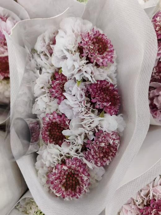 精选花材松虫草10支 商品图9