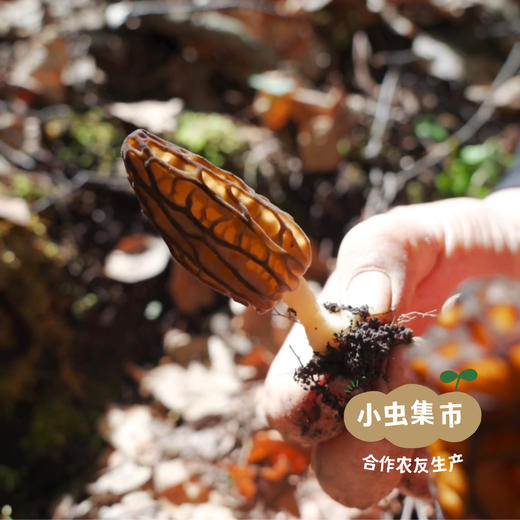 高原野生羊肚菌 50g/罐 | 合作农友生产，产自四川甘孜雪山高原，生产者：李建程 &【公平贸易农人定价】 商品图9