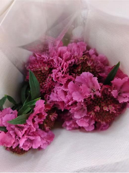 精选花材松虫草10支 商品图7