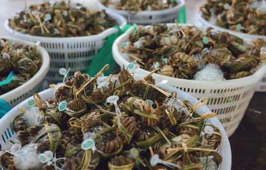 【公蟹正当到道！鲜！】70%淘汰率只选精品阳澄湖大闸蟹口感肥美黄肥膏白蟹黄鲜香99%的人没有吃过的正宗阳澄湖大闸蟹6/8/10母肥美大闸蟹组合任选! 商品图9