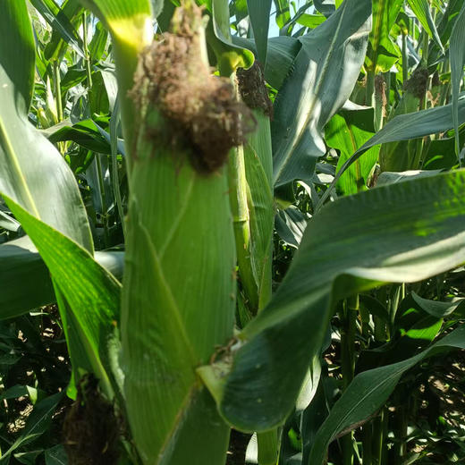 生态甜糯玉米 | 合作生产*Ecological sweet-waxy maize | Partner Production 商品图2