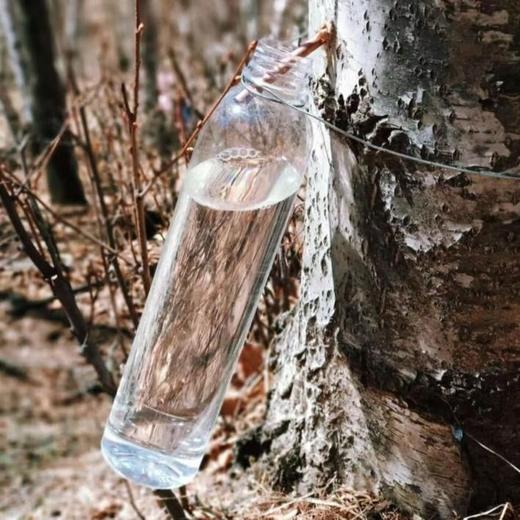 白桦小镇(羊城食品) 白桦树汁320ml/瓶 商品图3