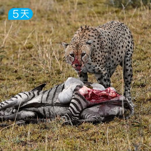 生命跃迁·坦桑尼亚safari游猎（产崽迁徙季，12—3月行程） 商品图0