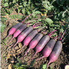 冰激凌萝卜【29元购5斤】丨果肉细腻 口感鲜甜爽脆 商品缩略图2