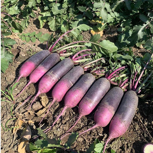 冰激凌萝卜【29元购5斤】丨果肉细腻 口感鲜甜爽脆 商品图2