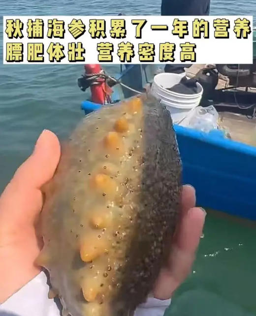 【山东音乐广播专属定制】年底大促 正宗渤海湾秋捕头茬鲜食海参 无需泡发开袋即食 商品图1