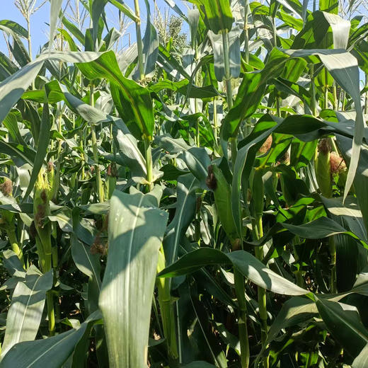 生态甜糯玉米 | 合作生产*Ecological sweet-waxy maize | Partner Production 商品图3