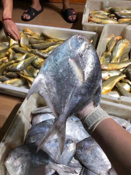 【顺丰包邮】舟山野生流网鲜银鲳鱼新鲜捕捞 肉质肥美 营养价值高 无毛刺 滑嫩可口 做法多样 顺丰基地直邮 商品图3