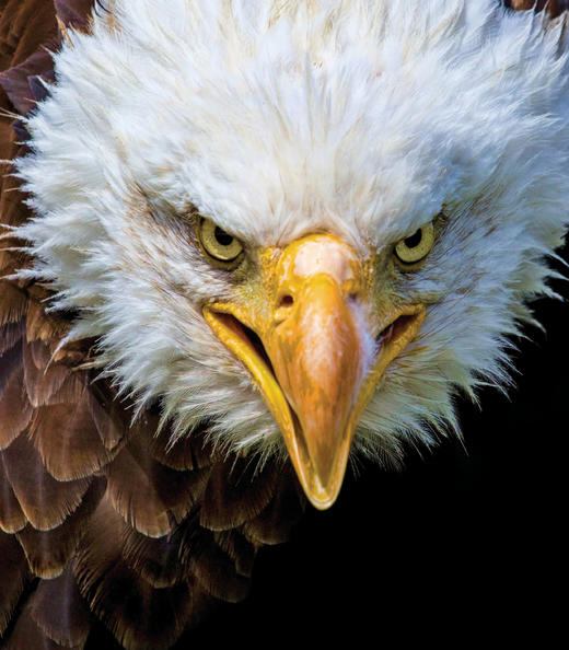 大开眼界 踏上一场探索生命视觉奇迹的精彩旅程，揭示生物眼睛令人叹为观止的多样性与适应性 商品图2