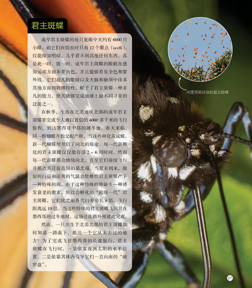 大开眼界 踏上一场探索生命视觉奇迹的精彩旅程，揭示生物眼睛令人叹为观止的多样性与适应性 商品图5