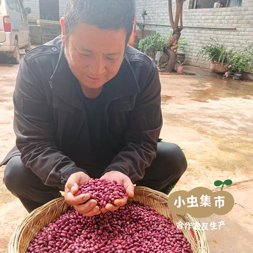 云南生态老品种红豆（花生豆）500g | 合作农友生产，产自云南富民，生产者：张志富 &【公平贸易农人定价】 商品图3