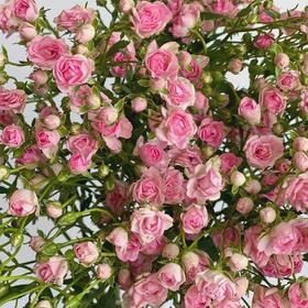 多头玫瑰 | 阿雅满天星