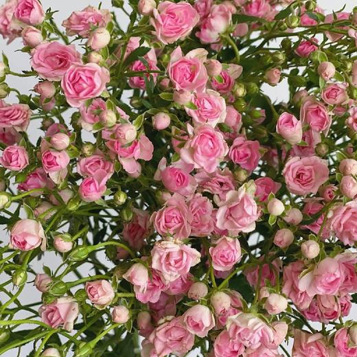 多头玫瑰 | 阿雅满天星 商品图0