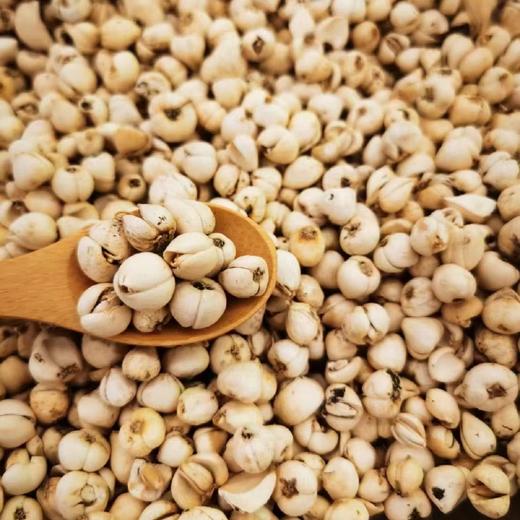 青藏高原野生藏贝母 | 每100g送10g 商品图4