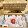 钱袋番茄（一箱3.5斤） 商品缩略图6
