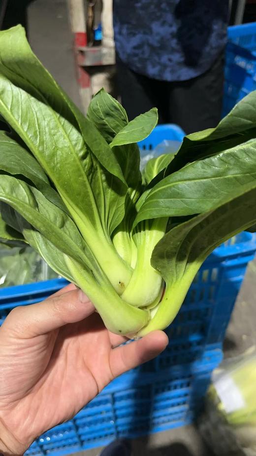 苏州青1.28元1斤，明天到 商品图1