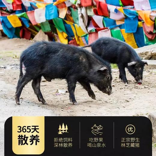 顺丰2斤到手89.9，有机藏香猪 没有经过人工改良的古老畜牧种 高原自然散养 肉质紧实 无腥味膻味 有精美大理石雪花纹理 基地直邮 商品图6