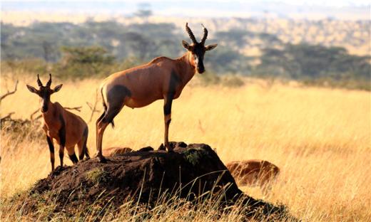 【春节】<肯尼亚10天>马赛马拉国家公园、安博塞利国家公园、奈瓦沙湖、长颈鹿公园、马拉河徒步 商品图0