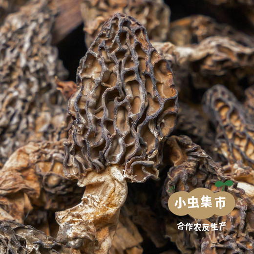 高原野生羊肚菌 50g/罐 | 合作农友生产，产自四川甘孜雪山高原，生产者：李建程 &【公平贸易农人定价】 商品图1