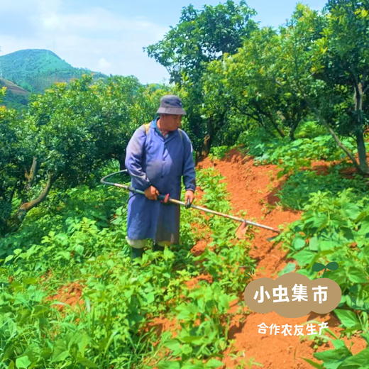 云南生态老品种红豆（花生豆）500g | 合作农友生产，产自云南富民，生产者：张志富 &【公平贸易农人定价】 商品图13