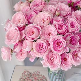 多头玫瑰 | 红仙子之吻