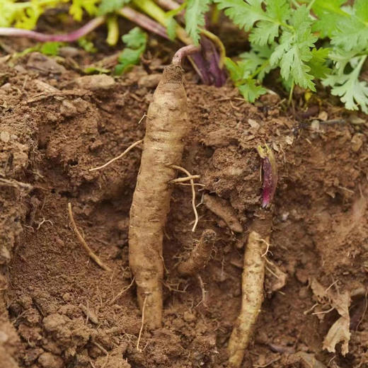 大凉山高原新鲜甜当归 净重3-5斤±100g 鲜甜粉糯 商品图8