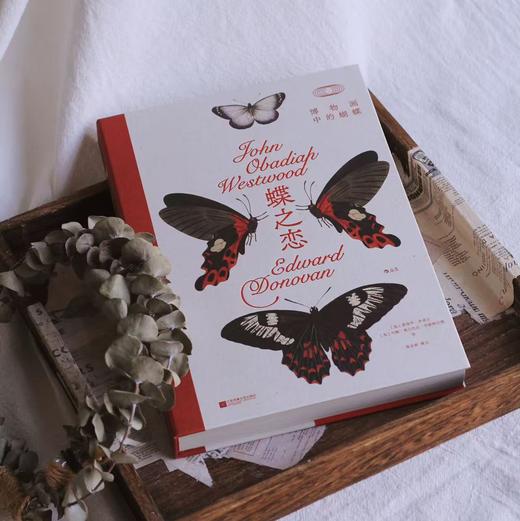 蝶之恋 博物画中的蝴蝶 绘画设计参考 自然艺术科普收藏书籍 后浪正版 商品图3