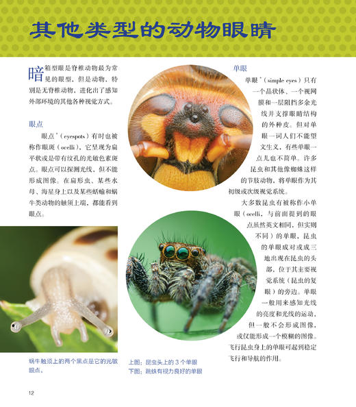 大开眼界 踏上一场探索生命视觉奇迹的精彩旅程，揭示生物眼睛令人叹为观止的多样性与适应性 商品图3