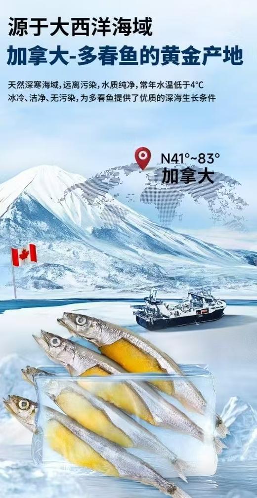 【加拿大多春鱼】 5斤装/箱  顺丰包邮 商品图4