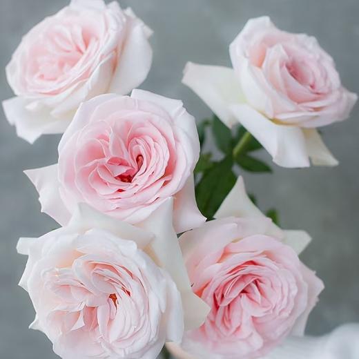 单头玫瑰 | 园艺王子 商品图0