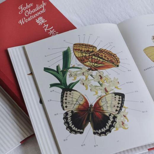 蝶之恋 博物画中的蝴蝶 绘画设计参考 自然艺术科普收藏书籍 后浪正版 商品图2