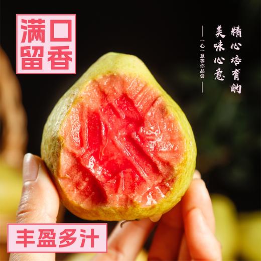 【自营】红心芭乐 脆甜红心番石榴 商品图1