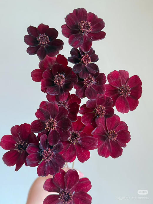 巧克力秋英 商品图0