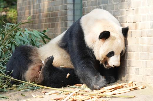 2026年寒假丨四川·成都丨何以天府5天4晚亲子营 商品图2