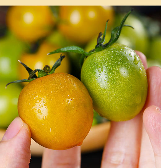 【山东双色小番茄】皮薄肉厚 酸甜可口 颗颗爆汁 2斤/3斤装 商品图1