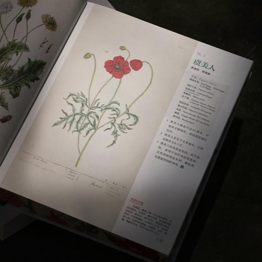 奇草集：18世纪古英伦植物园手记【中国纺织出版社】 商品图8