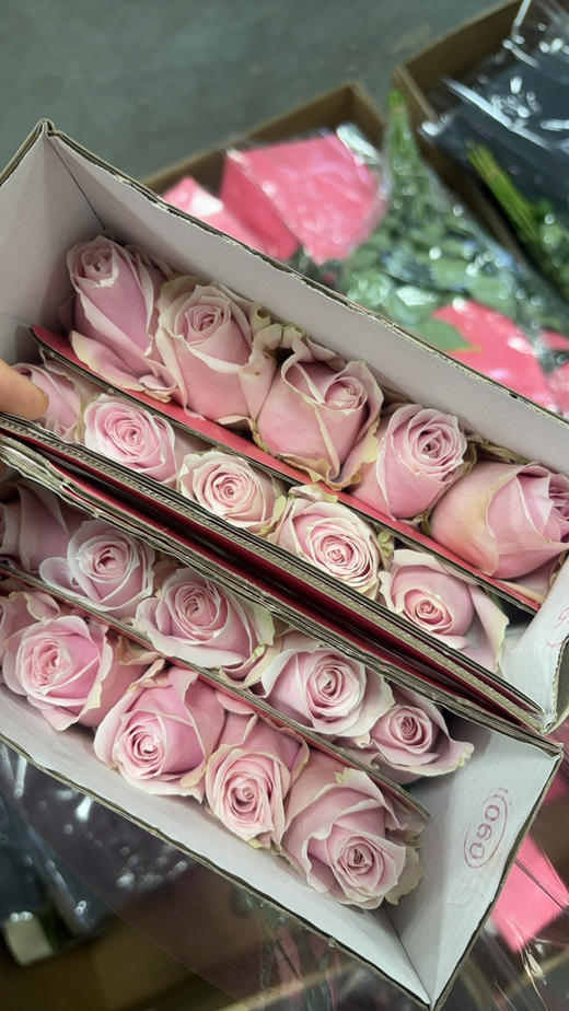 张良粉红雪山 商品图1