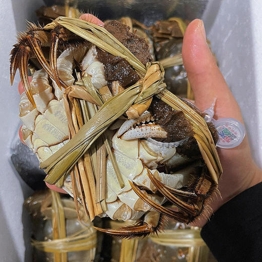 苏州精品大闸蟹（产地阳澄湖直发一蟹一扣一码） 商品图9