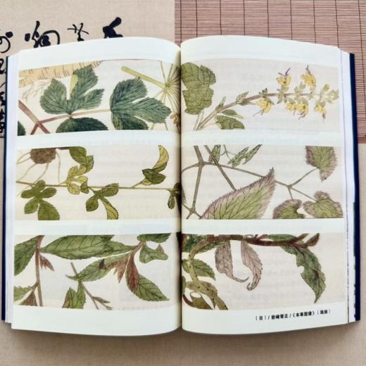 《黄帝外经》上下册，陈士铎原版+白话直译+解读+百幅插图，赠“中草药禁忌与配对”导图，养生奇书！ 商品图4