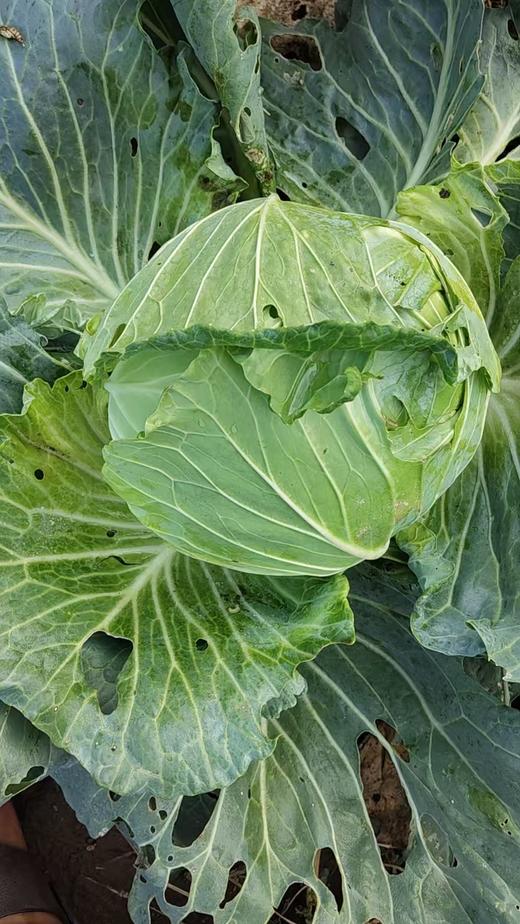 平包包心菜（400g以上)(半个/整个） 商品图6