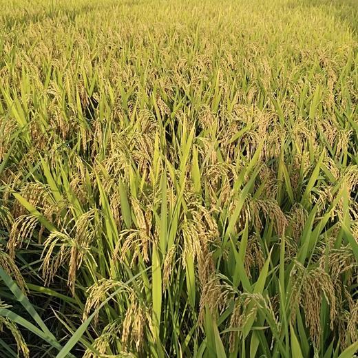 菜头商城 佤乡红软米 每袋净含量1公斤 商品图6