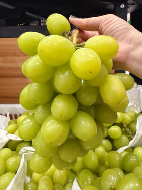 万家坪阳光玫瑰