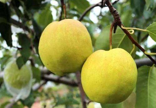 【直邮】有机香水梨/黄金梨/酥梨/香梨/苹果（环翠庄园） 商品图3