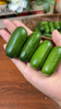 拇指黄瓜 清脆多汁 一口一根 超好吃 商品缩略图3