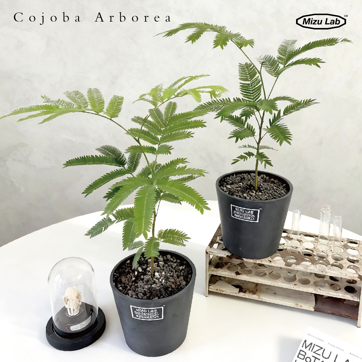 日系植物-密叶猴耳环 Cojoba Arborea