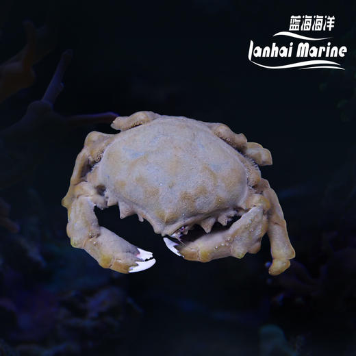 真绵蟹 商品图0