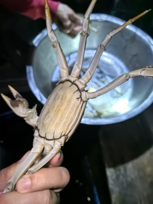 【正宗阳澄湖大闸蟹 买8送2】鲜活10只礼盒装 顺丰冷链速达 商品图5