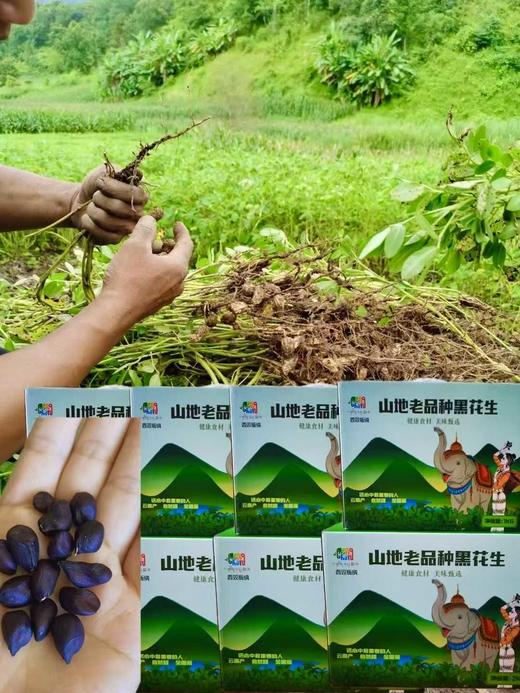 10月17日中午12点！福利代买采购分享！！【正宗黑花生】云南黑花生新鲜上市，“吃过都说好”的宝藏！当作日常零食，美味又养生。1公斤装 商品图0