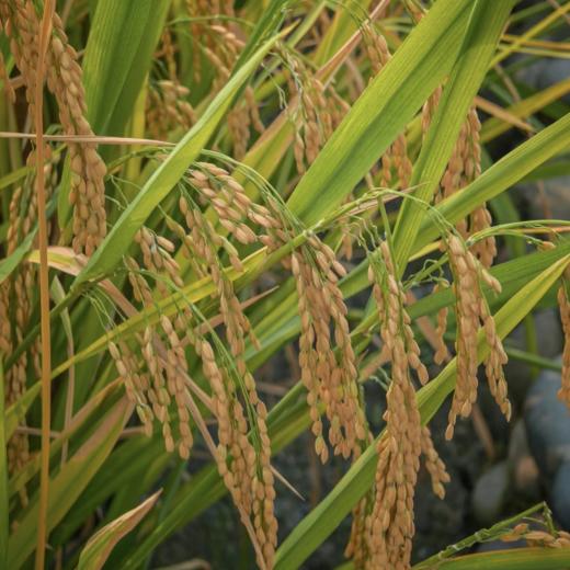 菜头商城 佤乡红软米 每袋净含量1公斤 商品图4